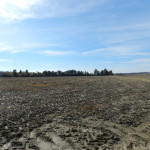 Farm Field near Gainesville, Arkansas